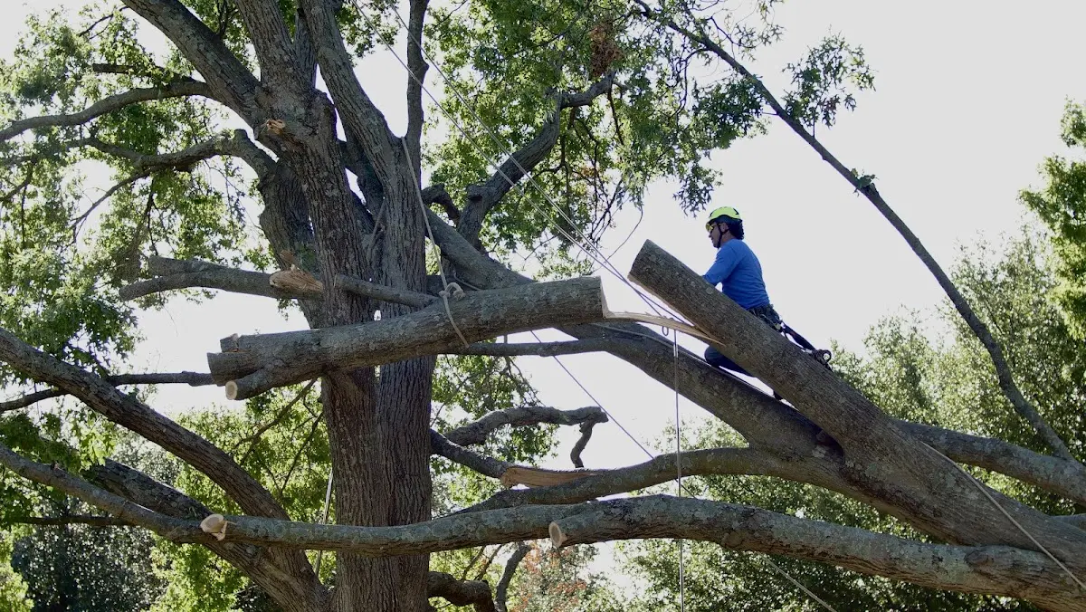Professional Hazardous Tree Removal performed by certified arborists in Pigeon Falls