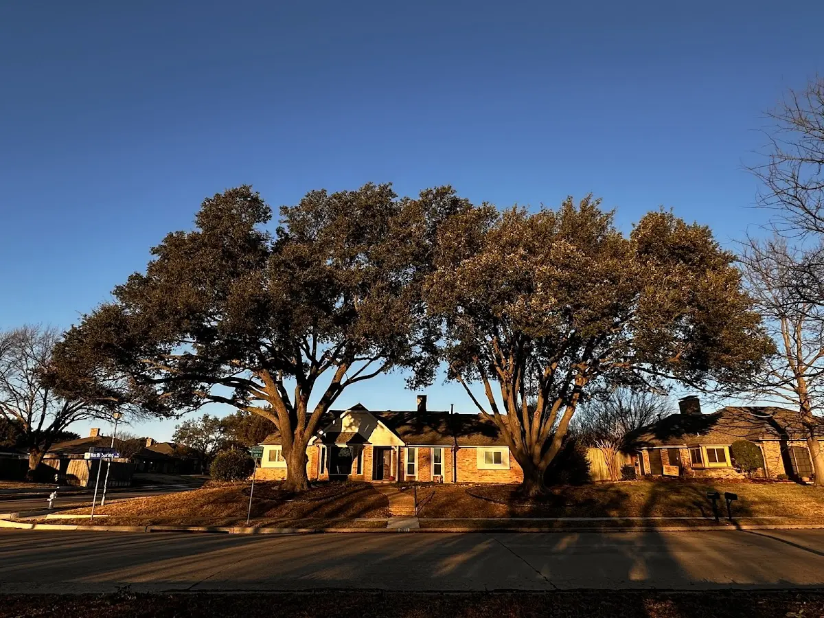 Established residential canopy tree shading a home in Pigeon Falls